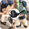 Professional Knee Pads with High Density Hard PP Cap and Heavy Duty Foam Padding, Comfortable Strong Adjustable Strap & Hook Closure